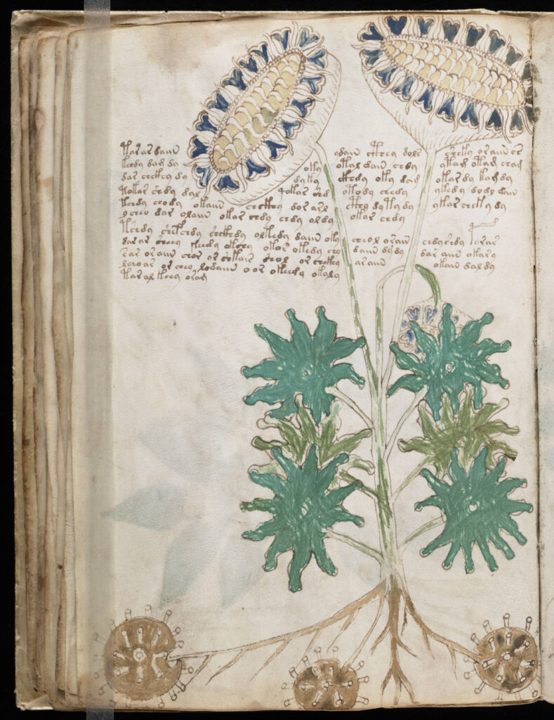 The secret code of the Voynich Manuscript along with strange botanical drawings